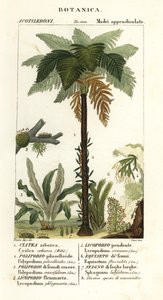West-Indische boomvaren, Cyathea arborea, wijnstokvaren, Microgramma piloselloides, sierlijke varen, Niphidium crassifolium, grove kwastvaren, Huperzia phlegmaria, hertshoornclubmos, Lycopodiella cernua, waterpaardenstaart