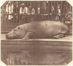 Het nijlpaard in de dierentuin, Regent