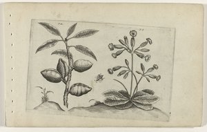 Amandelboom en gulden sleutelbloem door Crispijn van de Passe (I) (attributed to)