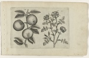 Appel en hondsroos (Cognoscite lilia)