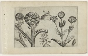 Artisjok en prikneus (Cognoscite lilia)