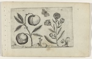 Assyrische appel en goudsbloem