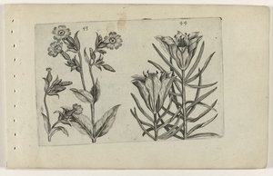 Dagkoekoeksbloem en roggelelie door Crispijn van de Passe (I) (attributed to)