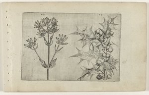 Duizendguldenkruid(?) en hulst door Crispijn van de Passe (I) (attributed to)