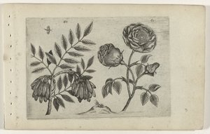 Es en roos door Crispijn van de Passe (I) (attributed to)