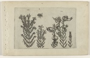 Gewone dopheide en bezemstruik (Cognoscite lilia) door Crispijn van de Passe (I) (attributed to)
