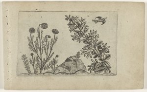 Gewone kamille en zuurbes door Crispijn van de Passe (I) (attributed to)