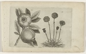 Granaatappel en Engels gras door Crispijn van de Passe (I) (attributed to)