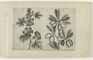 Groot kaasjeskruid en olijfboom (Cognoscite lilia) door Crispijn van de Passe (I) (attributed to)