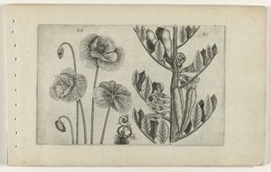 Grote klaproos en tuinboon door Crispijn van de Passe (I) (attributed to)