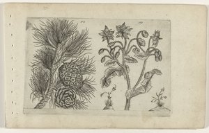 Grove den en bernagie door Crispijn van de Passe (I) (attributed to)