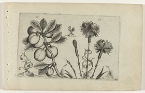 Kerspruim en tuinanjer