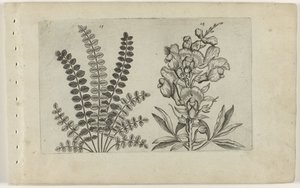 Kleine pimpernel en grote leeuwenbek (Cognoscite lilia)
