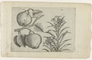 Kweepeer en muurbloem door Crispijn van de Passe (I) (attributed to)