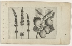 Lavendel en abrikoos door Crispijn van de Passe (I) (attributed to)