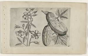 Muskusroos en komkommer door Crispijn van de Passe (I) (attributed to)