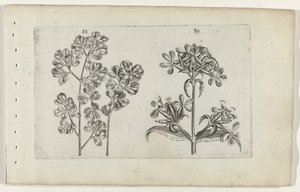 Muurvaren en zeepkruid (Cognoscite lilia)