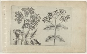 Sering en mansbloed (Cognoscite lilia) door Crispijn van de Passe (I) (attributed to)