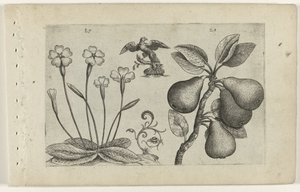 Sleutelbloem en peer