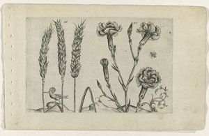 Tarwe en tuinanjer door Crispijn van de Passe (I) (attributed to)