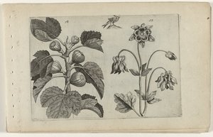 Vijgenboom en wilde akelei (Cognoscite lilia) door Crispijn van de Passe (I) (attributed to)