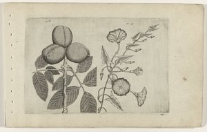 Walnootboom en akkerwinde (Cognoscite lilia)