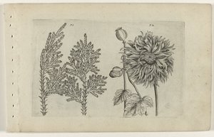 Zevenboom en slaapbol (Cognoscite lilia) door Crispijn van de Passe (I) (attributed to)