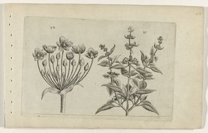 Zwanenbloem en kleinbloemige salie (Cognoscite lilia) door Crispijn van de Passe (I) (attributed to)