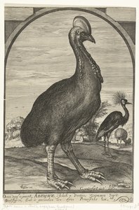 Casuaris, meegebracht door Willem Jacobsz. uit Oost-Indië en geschonken aan prins Maurits, 1614 door Crispijn van den Queborn (attributed to)