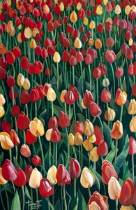 Tulpen door Cruz Jurado Traverso