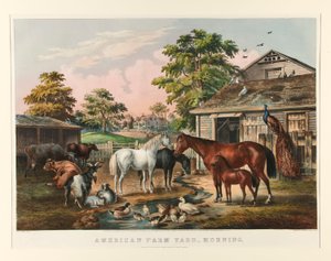 Amerikaanse Boerderij - Ochtend