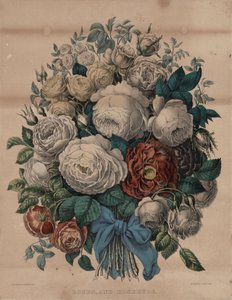 Rozen en rozenknoppen