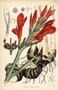 Indiase schiet, achira of meeru, Canna indica (Canna edulis). Handgekleurde lithografie door Hanhart naar een botanische illustratie door David Blair uit Robert Bentley en Henry Trimen