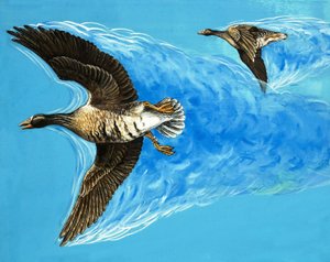 Turbulentie veroorzaakt door vliegende vogels