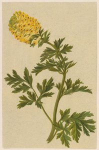 Takje met een bloem van de Corydalis door D. van Alphen
