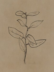 Eucalyptusjongeboom
