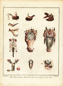 Anatomie van een paard. 1792
