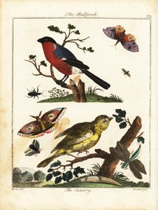 Goudvink, kanarie, vlinder, mot, enz. 1792 (gravure) door Daniel (after) Dodd
