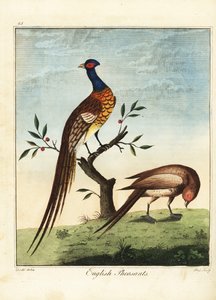 Engelse fazanten, man en vrouw. 1792 (gravure)