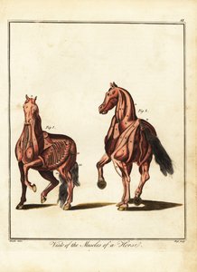 Spierstelsel van een paard. 1792