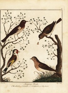 Zangvogels: boomleeuwerik, kneu, distelvink, veldleeuwerik. 1792 door Daniel (after) Dodd