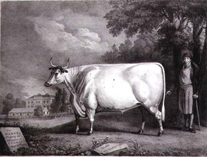 De Baron, een prijs shorthorn (De Nannau Witte Koe) gegraveerd door Charles Joseph Hullamandel (1789-1850) 1824