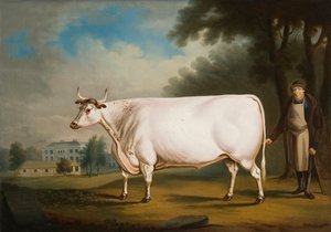 De Witte Os van Nannau