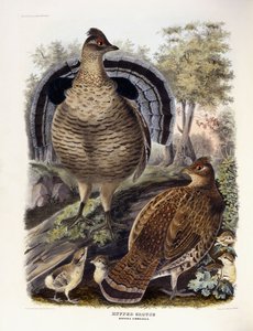 Ruffed Grouse, 1865