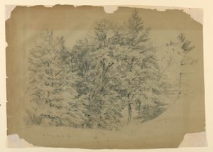 Studie van bomen, North Conway, New Hampshire