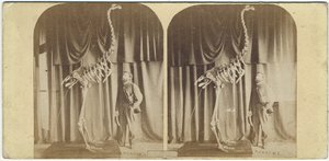 Julius von Haast en Moa, Canterbury Museum, ca. 1867 door Daniel Louis Mundy