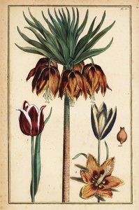 Keizerskroonlelie, Fritillaria imperialis, en tulpen, Tulipa gesneriana