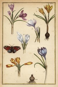 Voorjaarskrokus, Crocus vernus, en Europese pauwvlinder, Aglais io door Daniel Rabel