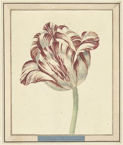 Tulp, met de naam Bisar, Kardinaal de Fleuri door Daniël Marot (II)
