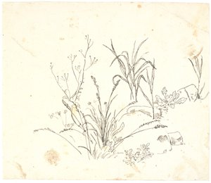 Gras